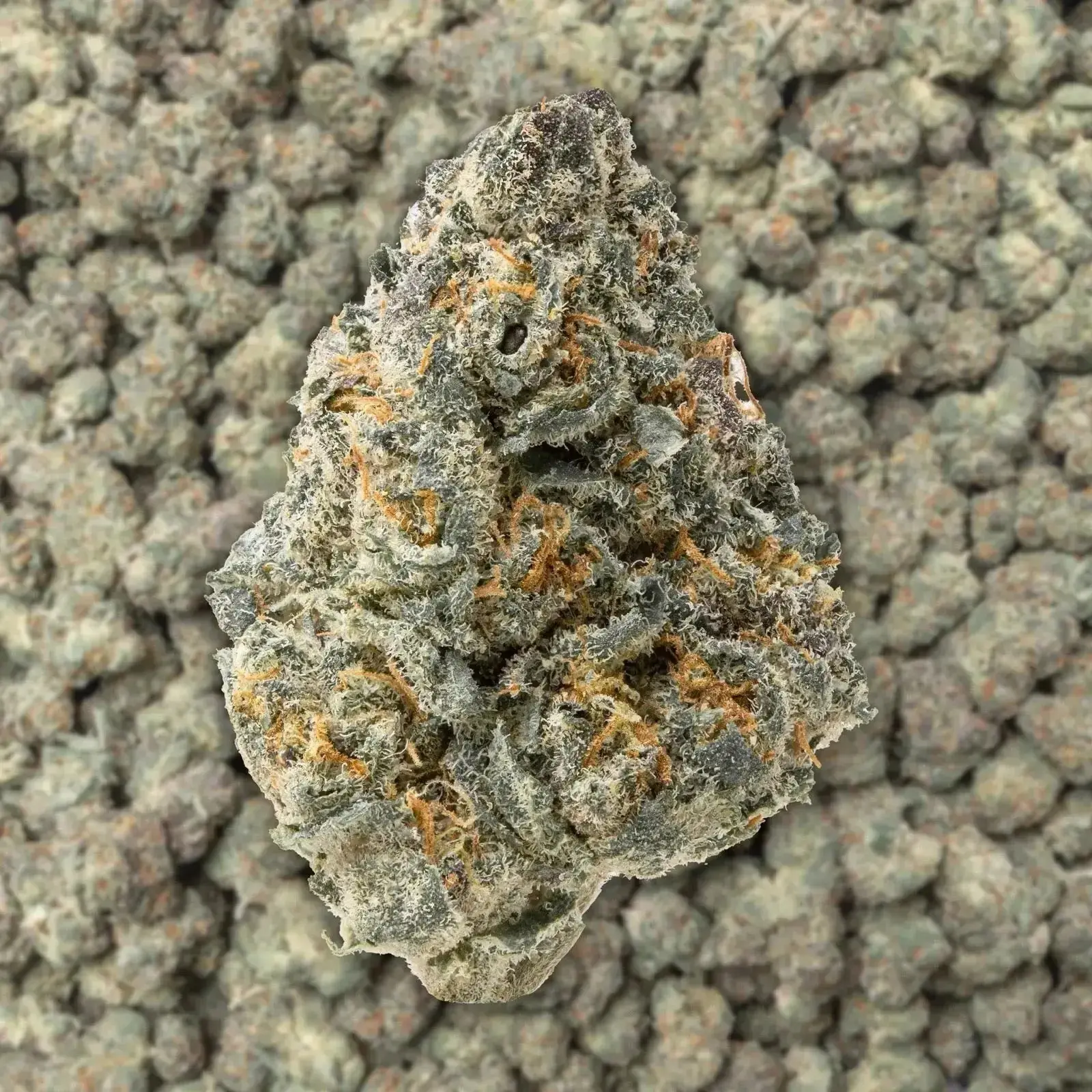Blue Lobster Smalls THCa Flower Ounce - Image 3