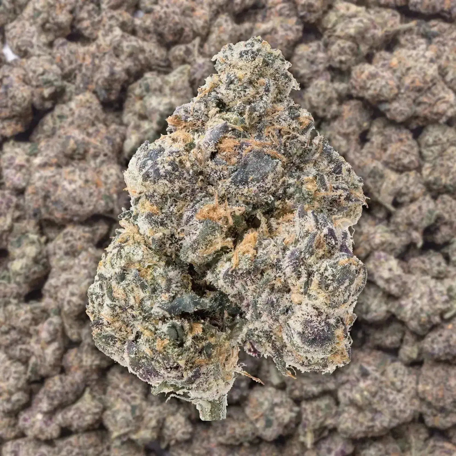 GMZ Exotic THCa Flower - Image 2